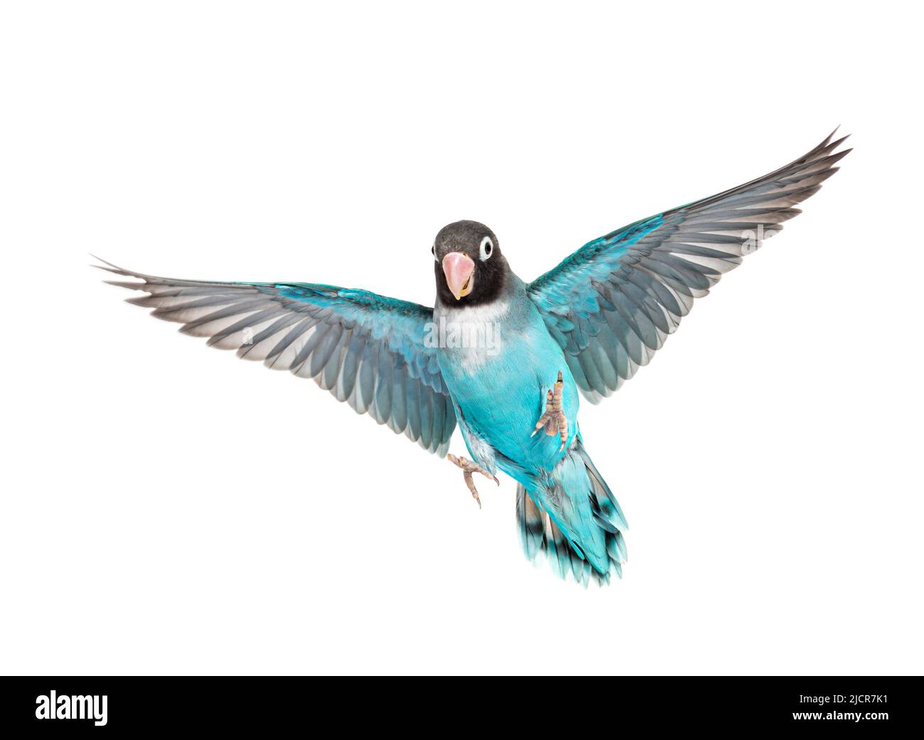 Le ali nere di Lovebird si diffondono– Agustornis Nigrigenis – mutazione blu, isolata su bianco Foto Stock