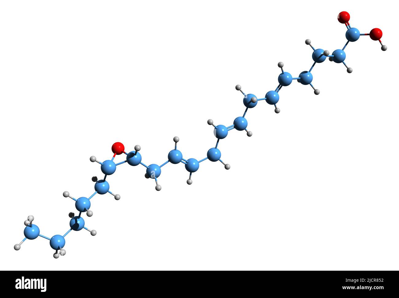 3D immagine della formula scheletrica dell'acido 14,15-epoxyeicosatrienoico - struttura chimica molecolare dell'EET isolata su sfondo bianco Foto Stock