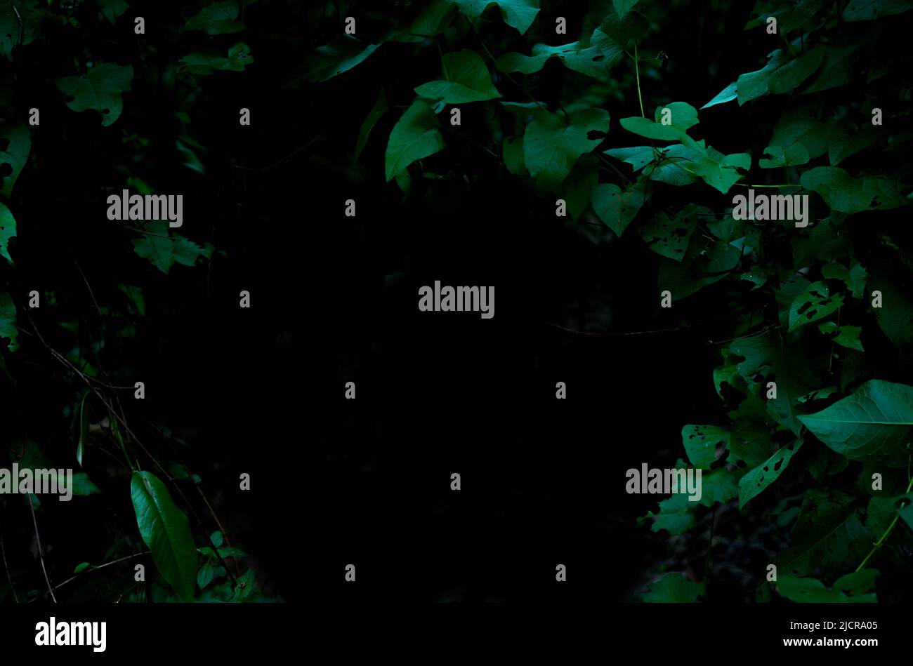 Foresta pluviale tropicale fogliame piante cespugli telaio su sfondo scuro Foto Stock