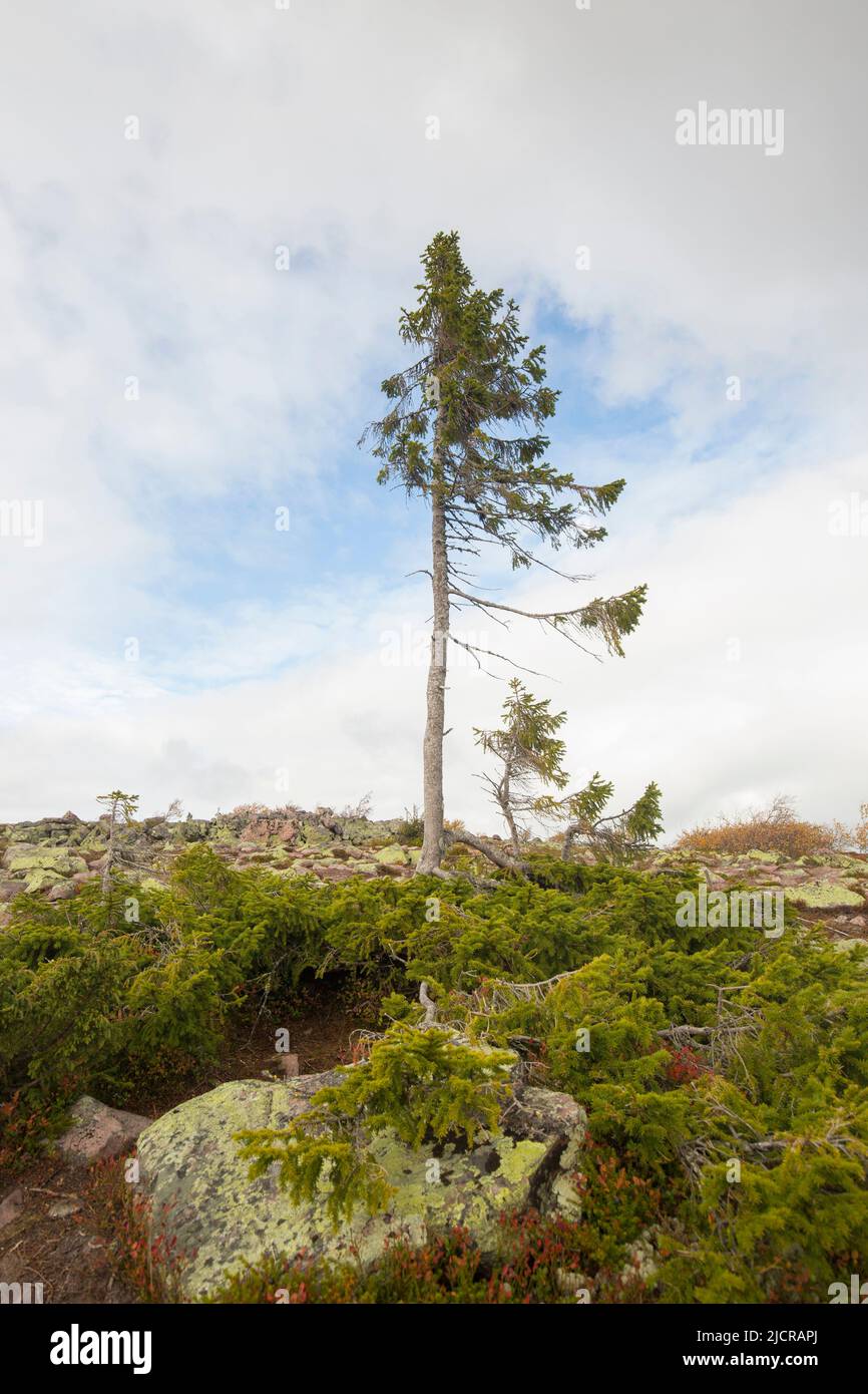 Old Tjikko è un abete norvegese di 9.550 anni (Picea abies). Il vecchio Tjikko originariamente guadagnò fama come 'l'albero più antico del mondo'. Si tratta, tuttavia, di un albero clonale che ha rigenerato tronchi, rami e radici nuovi per millenni piuttosto che un albero individuale di grande età. Dlarna, Svezia Foto Stock