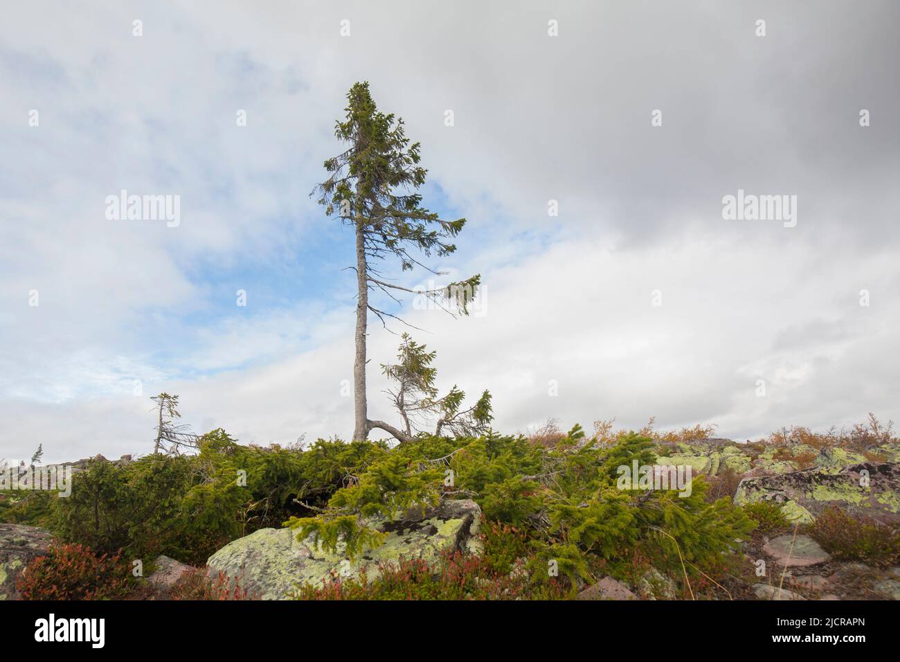 Old Tjikko è un abete norvegese di 9.550 anni (Picea abies). Il vecchio Tjikko originariamente guadagnò fama come 'l'albero più antico del mondo'. Si tratta, tuttavia, di un albero clonale che ha rigenerato tronchi, rami e radici nuovi per millenni piuttosto che un albero individuale di grande età. Dlarna, Svezia Foto Stock