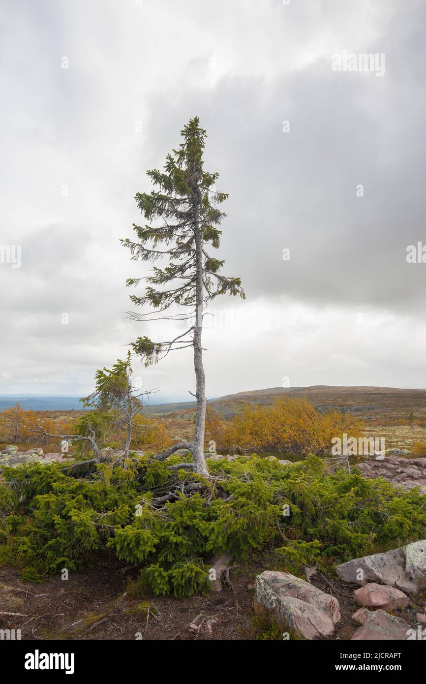 Old Tjikko è un abete norvegese di 9.550 anni (Picea abies). Il vecchio Tjikko originariamente guadagnò fama come 'l'albero più antico del mondo'. Si tratta, tuttavia, di un albero clonale che ha rigenerato tronchi, rami e radici nuovi per millenni piuttosto che un albero individuale di grande età. Dlarna, Svezia Foto Stock