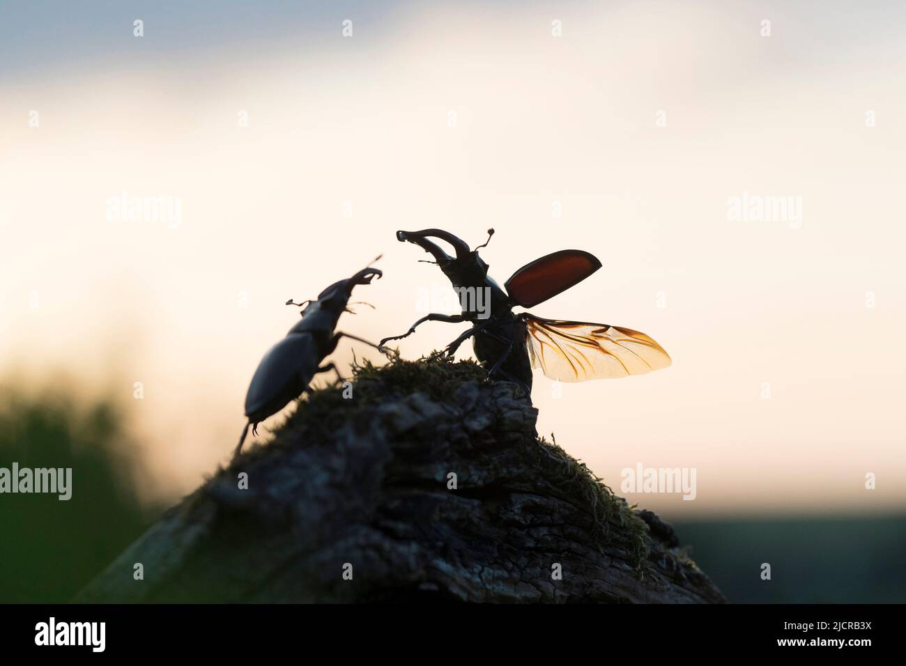 European Stag Beetle (Lucanus cervicus). Due maschi che combattono, uno dei quali con ali sparse. Germania Foto Stock