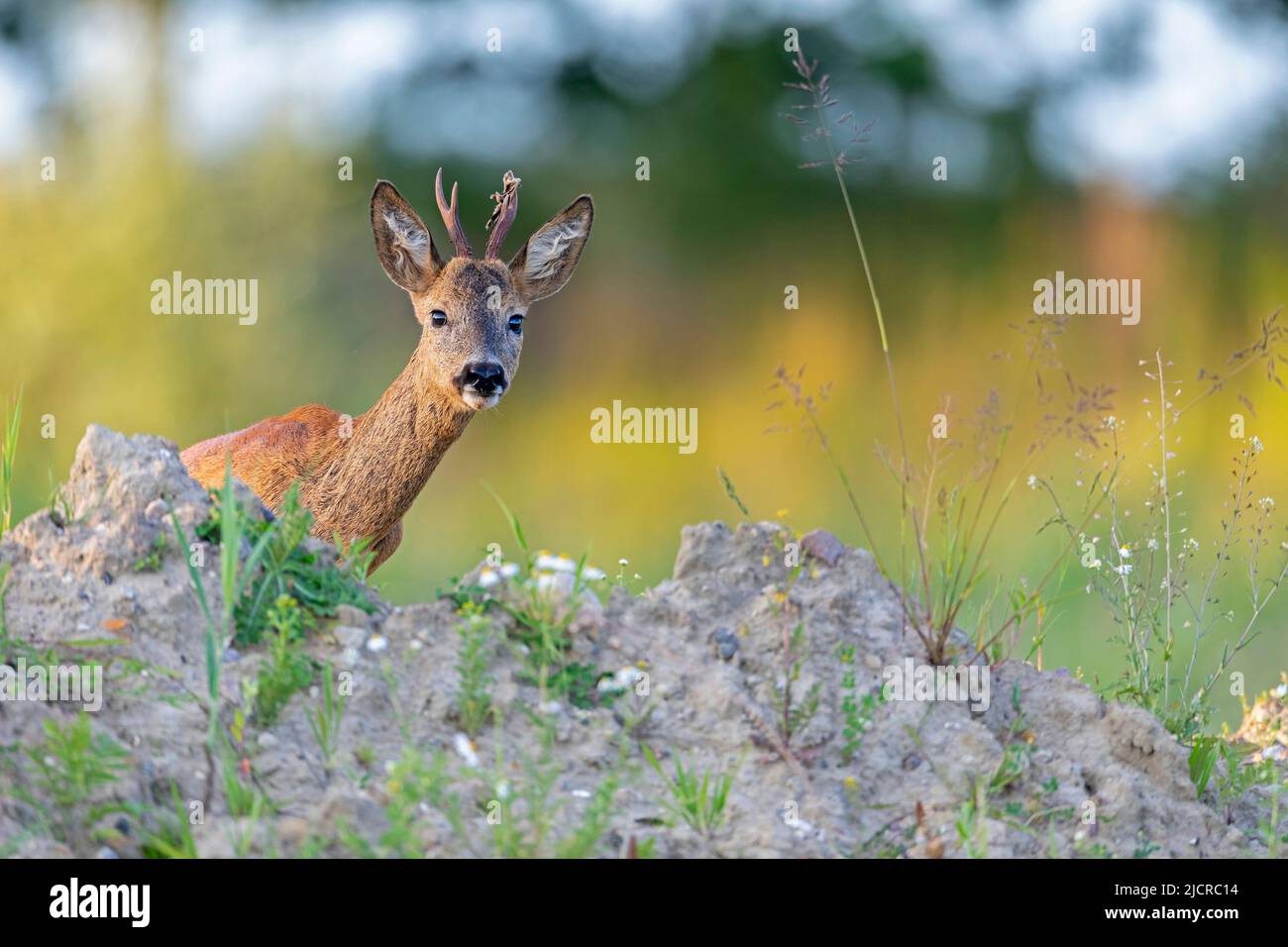 Capriolo occidentale (Capreolus capreolus). Curioso roebuck guarda su un cumulo di terra. Germania Foto Stock