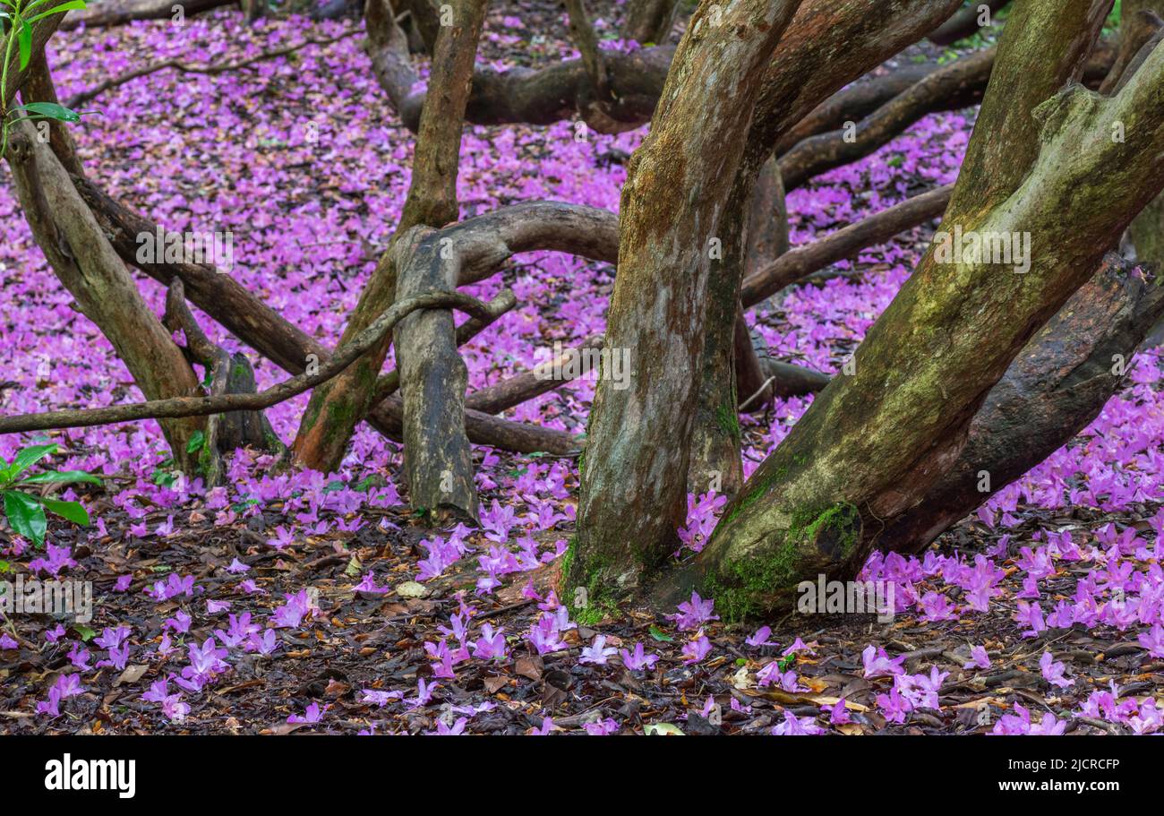 Un tappeto di rododendro fiorisce che sono caduti a terra mentre maturano Foto Stock