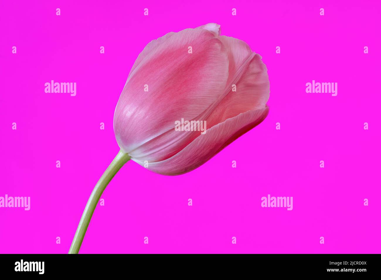 Un bel fiore di tulipano rosa fotografato su uno sfondo rosa brillante Foto Stock