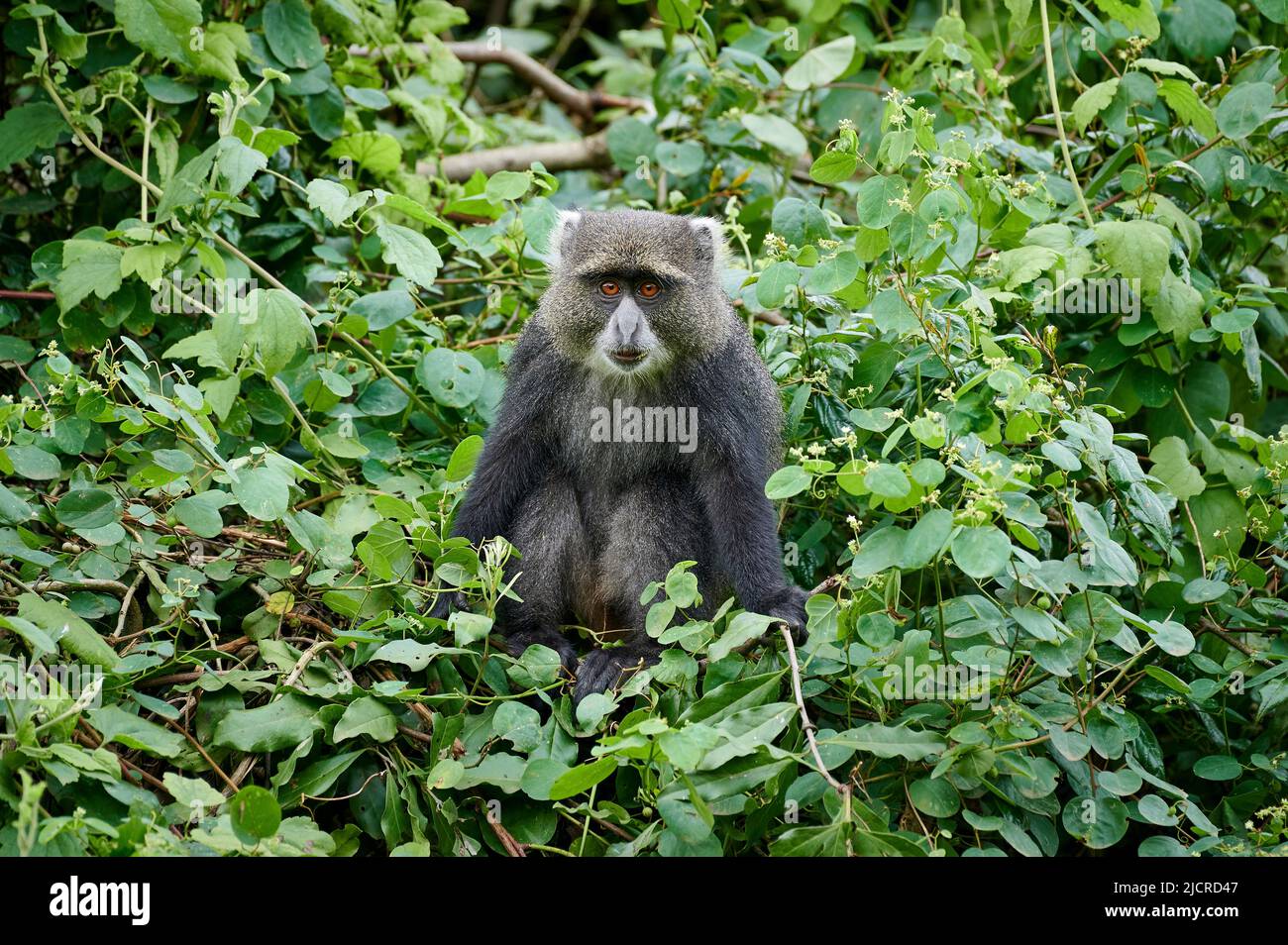 Scimmia blu (Cercopithecus mitis), seduta su un ramo, Parco Nazionale di Arusha, Tanzania Foto Stock