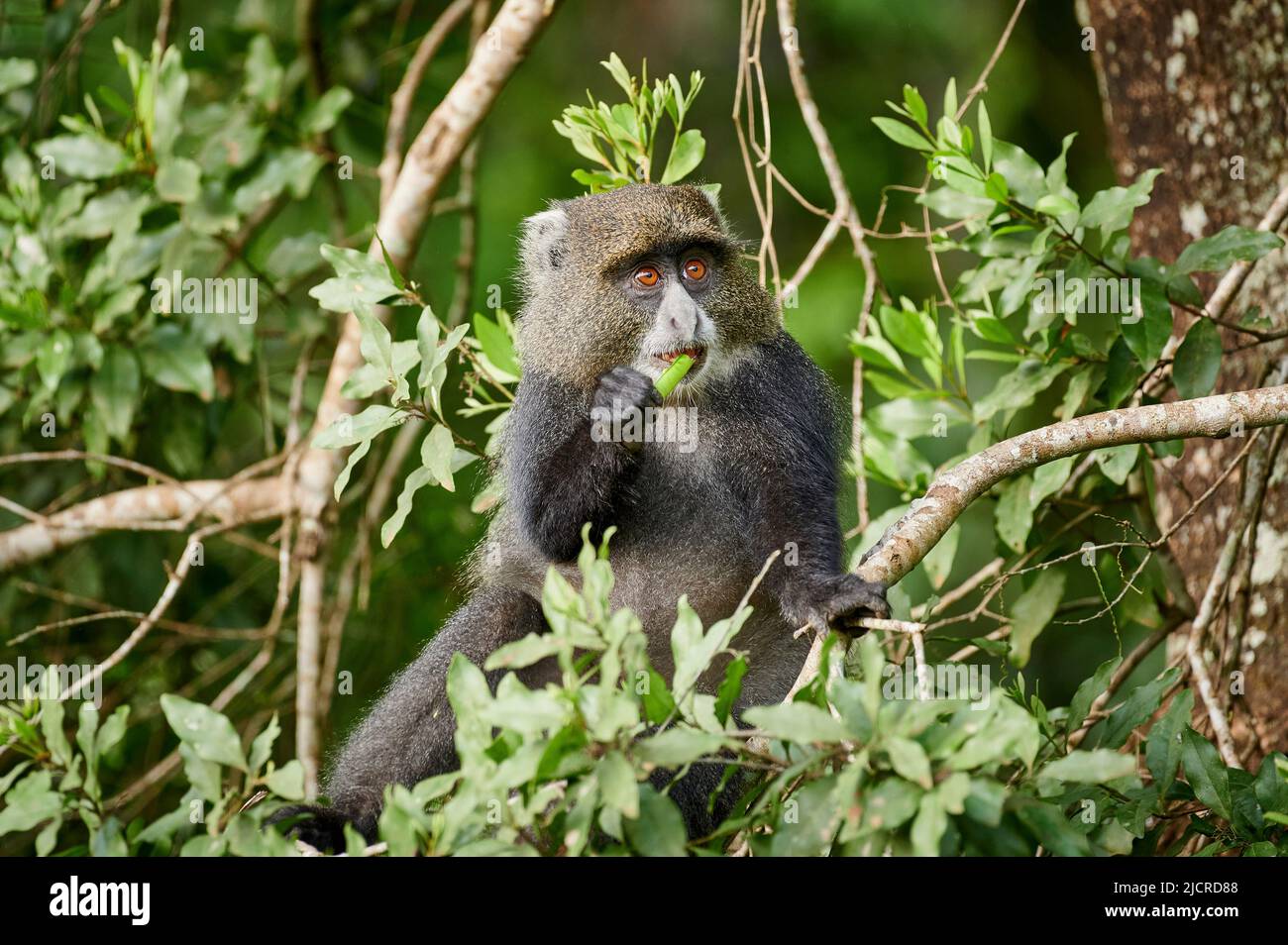 Scimmia blu (Cercopithecus mitis), seduta su un ramo, mangiare. Parco Nazionale di Arusha, Tanzania Africa| Foto Stock