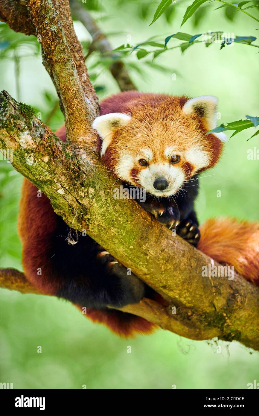 Panda minore o Panda Rosso (Ailurus fulgens) in un albero. Germania Foto Stock