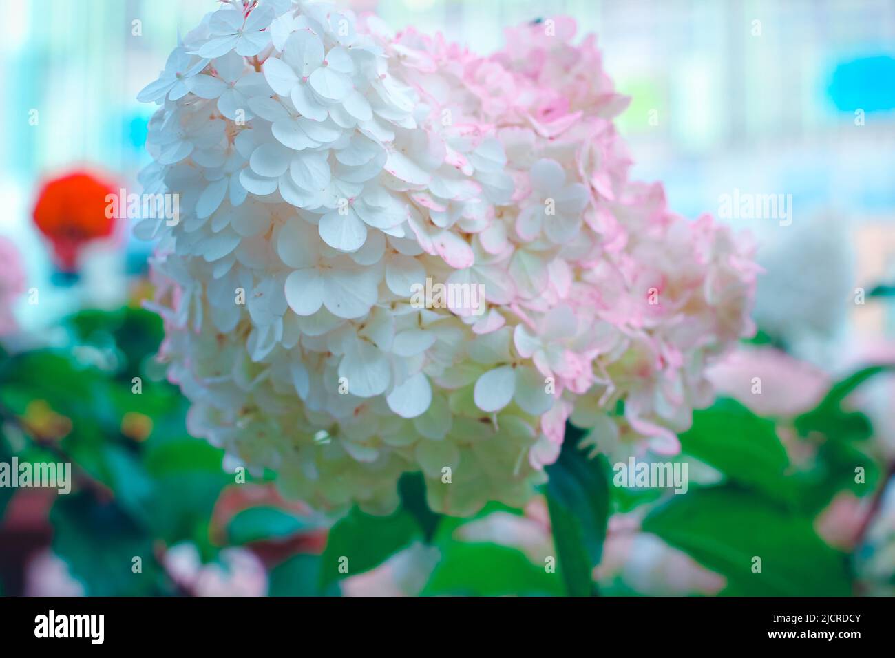 Bella hydrangea fiori in giardino d'estate. Foto Stock