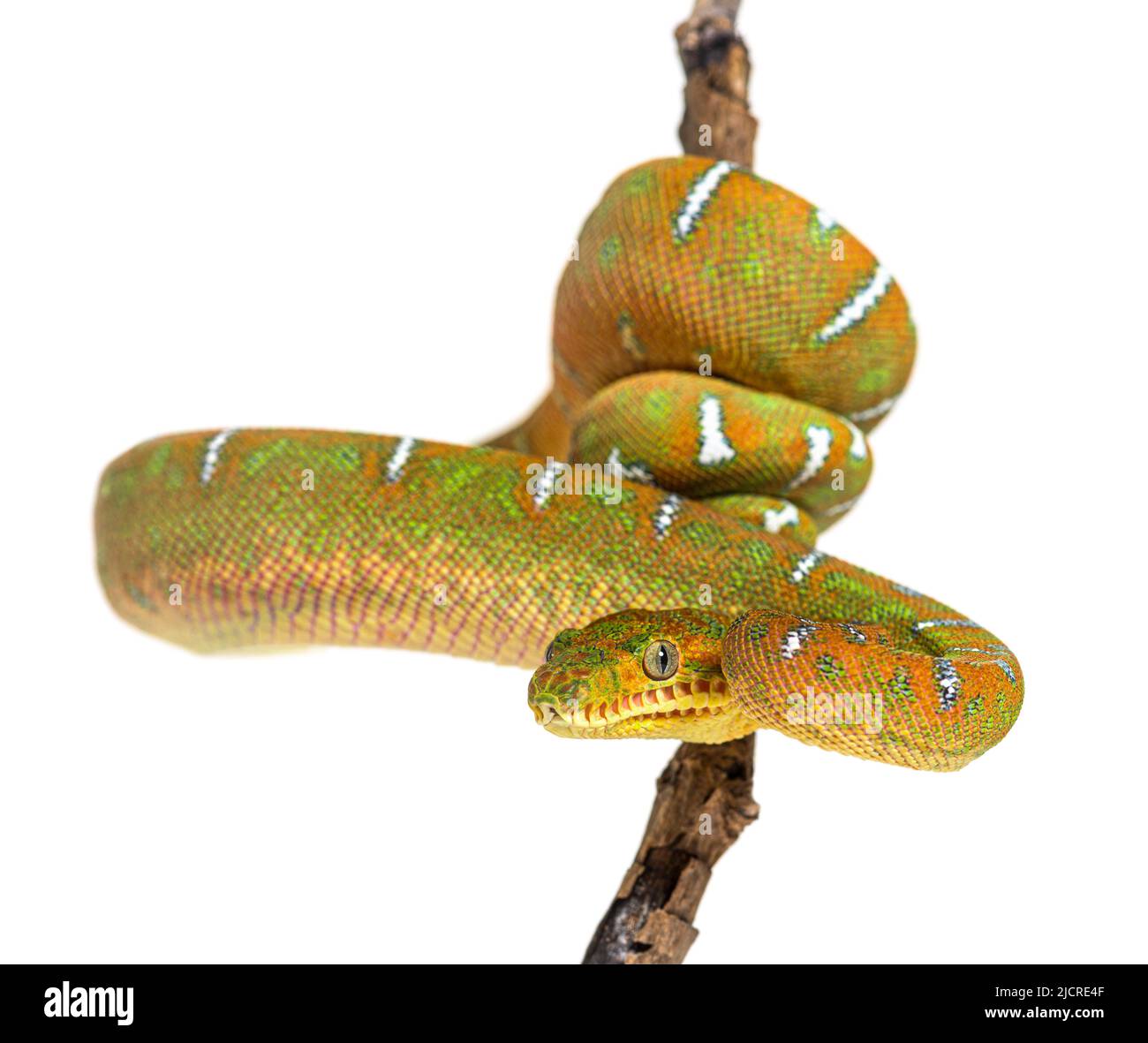 Boa di albero smeraldo giovanile, appeso e avvolto intorno ad un ramo Foto Stock