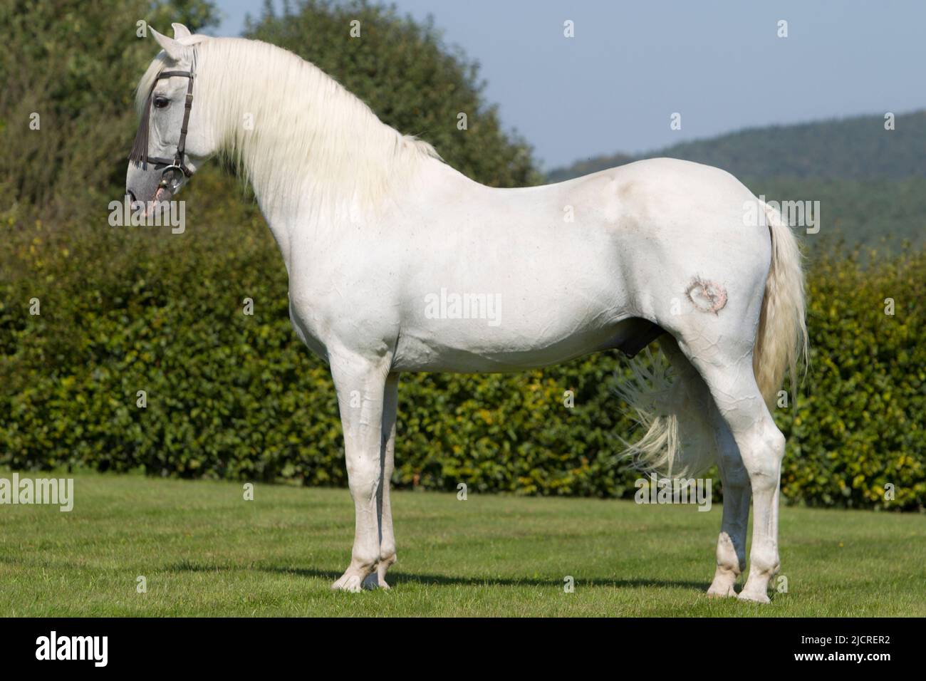 Cavallo Spagnolo puro, Andaluso. Stallone grigio in piedi, visto lateralmente. Germania Foto Stock