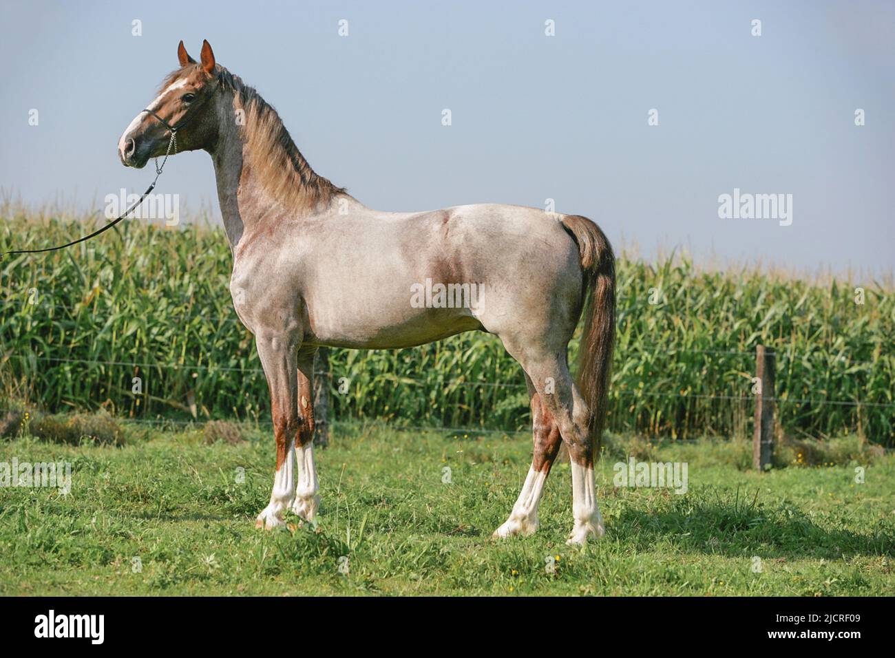 Gelderlander. Rosso-Roan adulto in piedi, visto lato-su. Austria Foto Stock