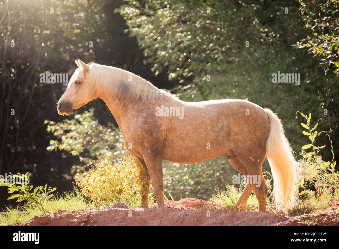 Connemara Pony. Palomino geldante in piedi, vista laterale. Germania Foto Stock