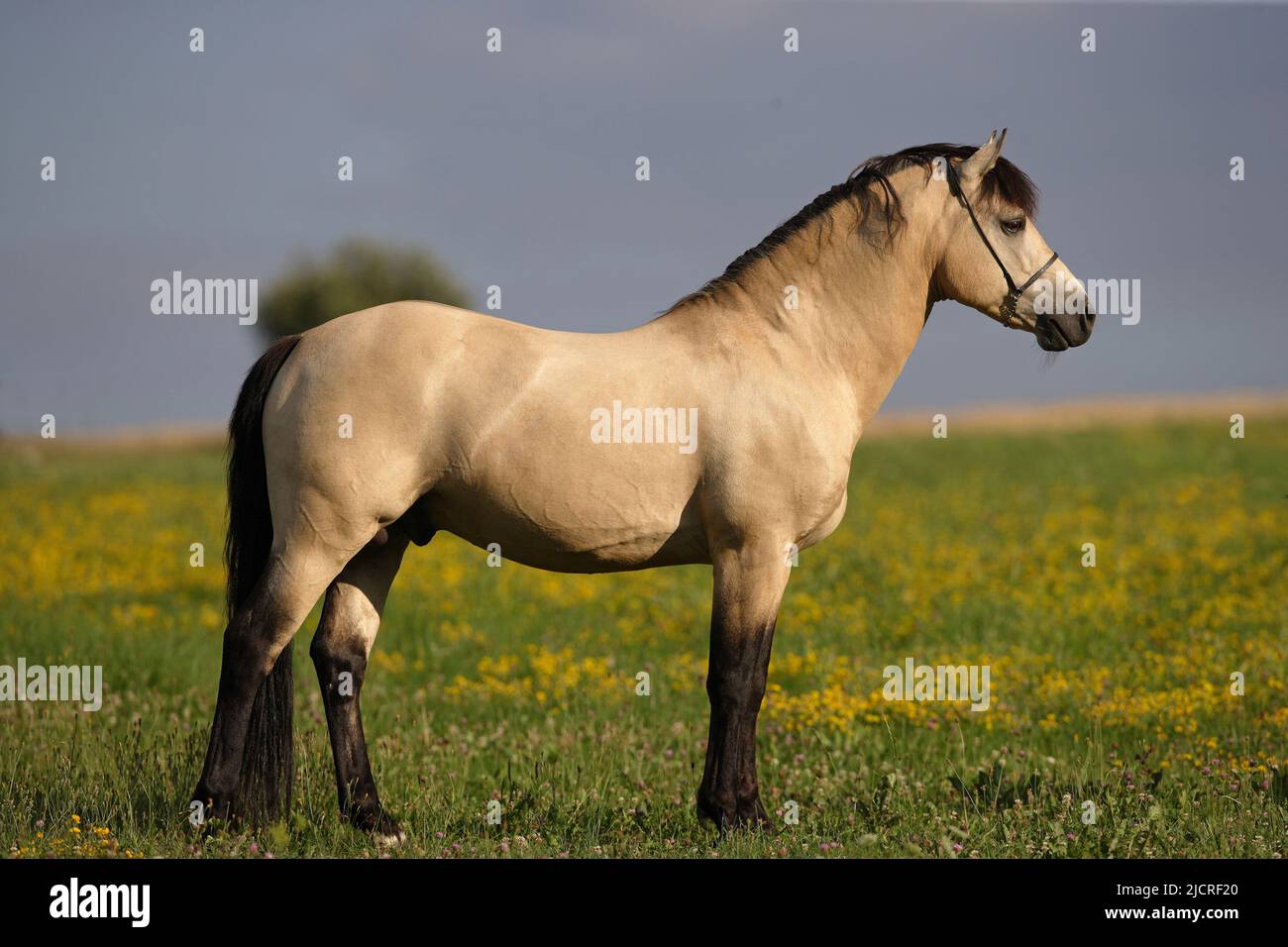 Connemara Pony. Stallone di Dun in piedi, visto di lato. Germania Foto Stock