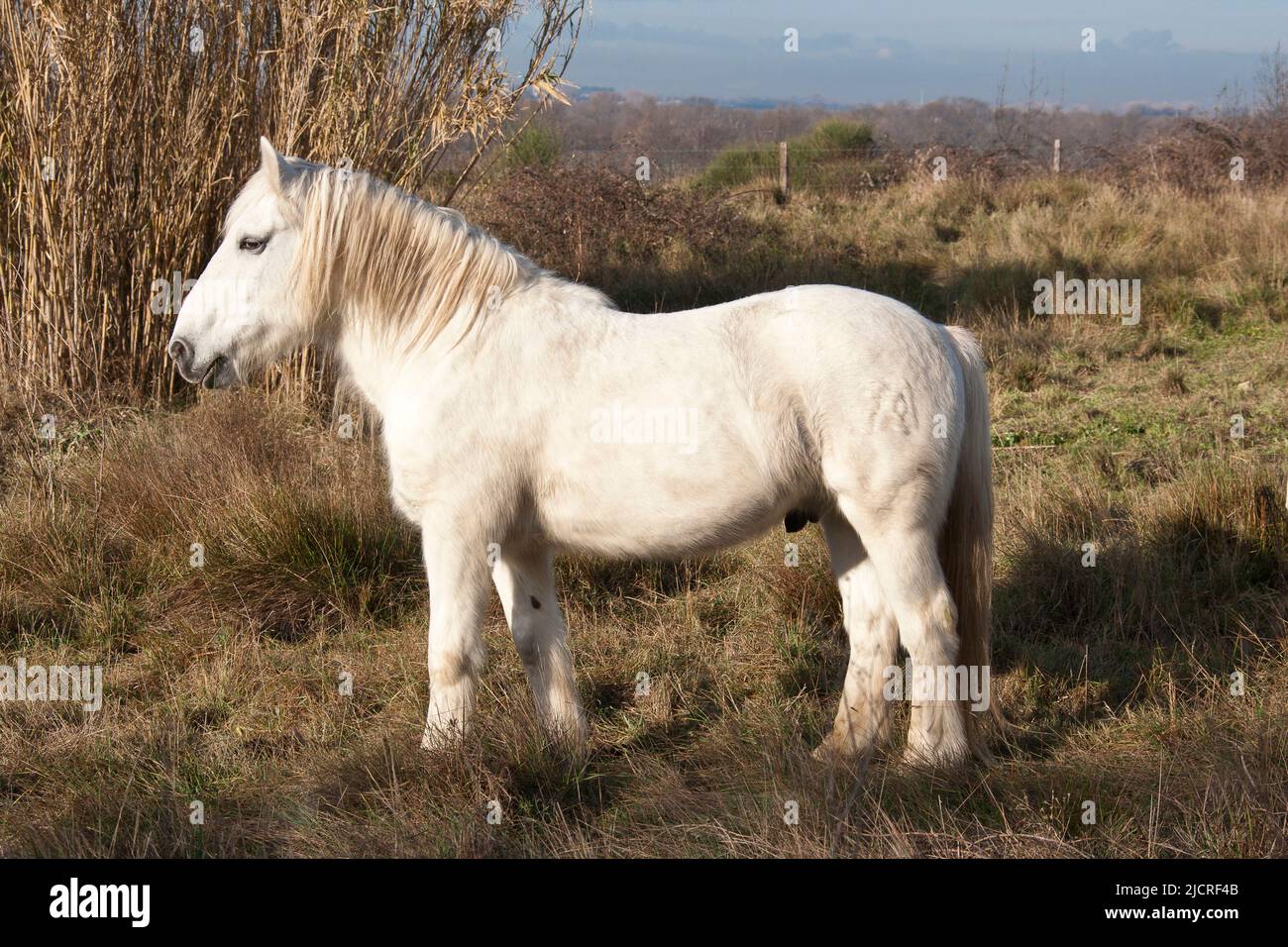 Camargue Cavallo. Adulto grigio in piedi, visto di lato. Camargue, Francia Foto Stock