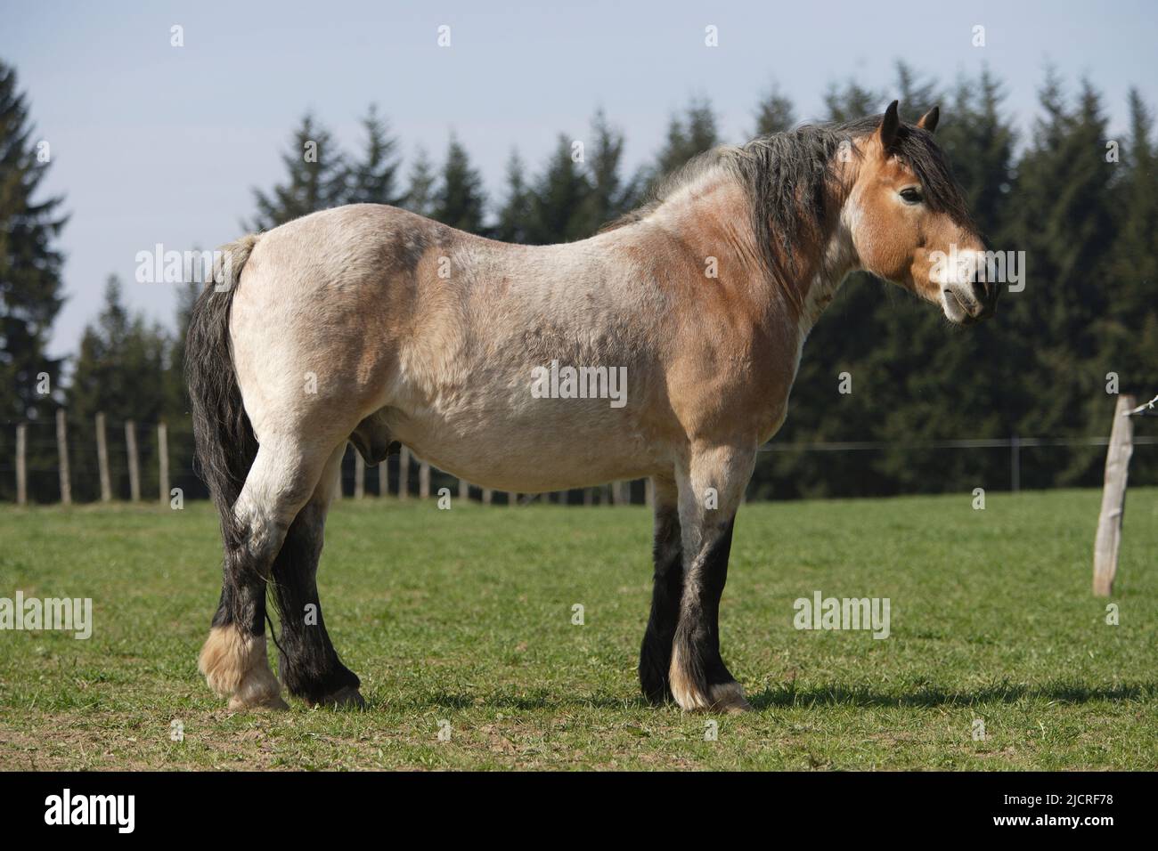 Ardenne Cavallo. Adulto con ruggito di fragole in piedi, visto di lato. Belgio Foto Stock