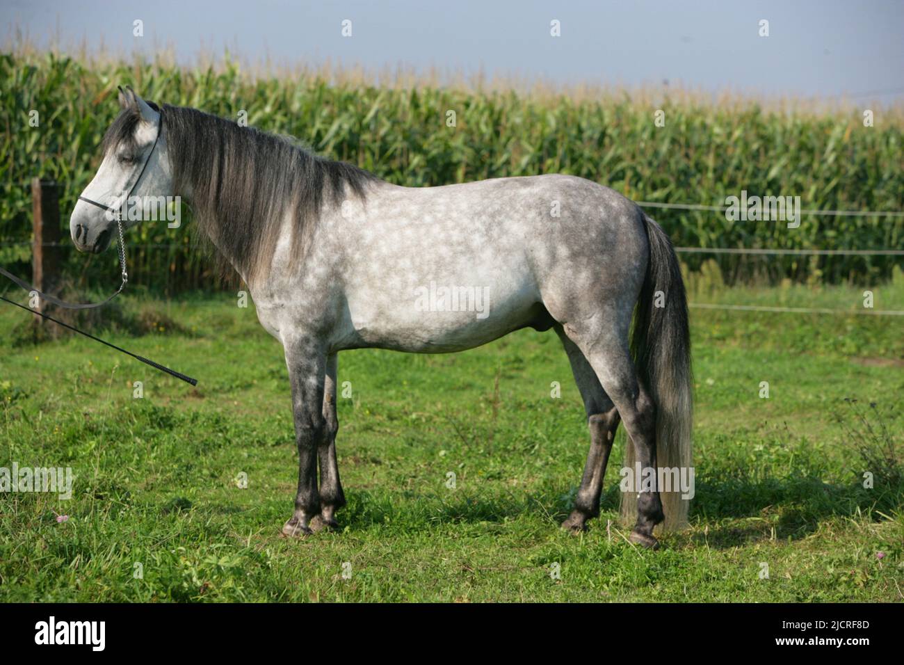 Cavallo Arravani. Gelding grigio mela in piedi, visto lateralmente. Grecia Foto Stock
