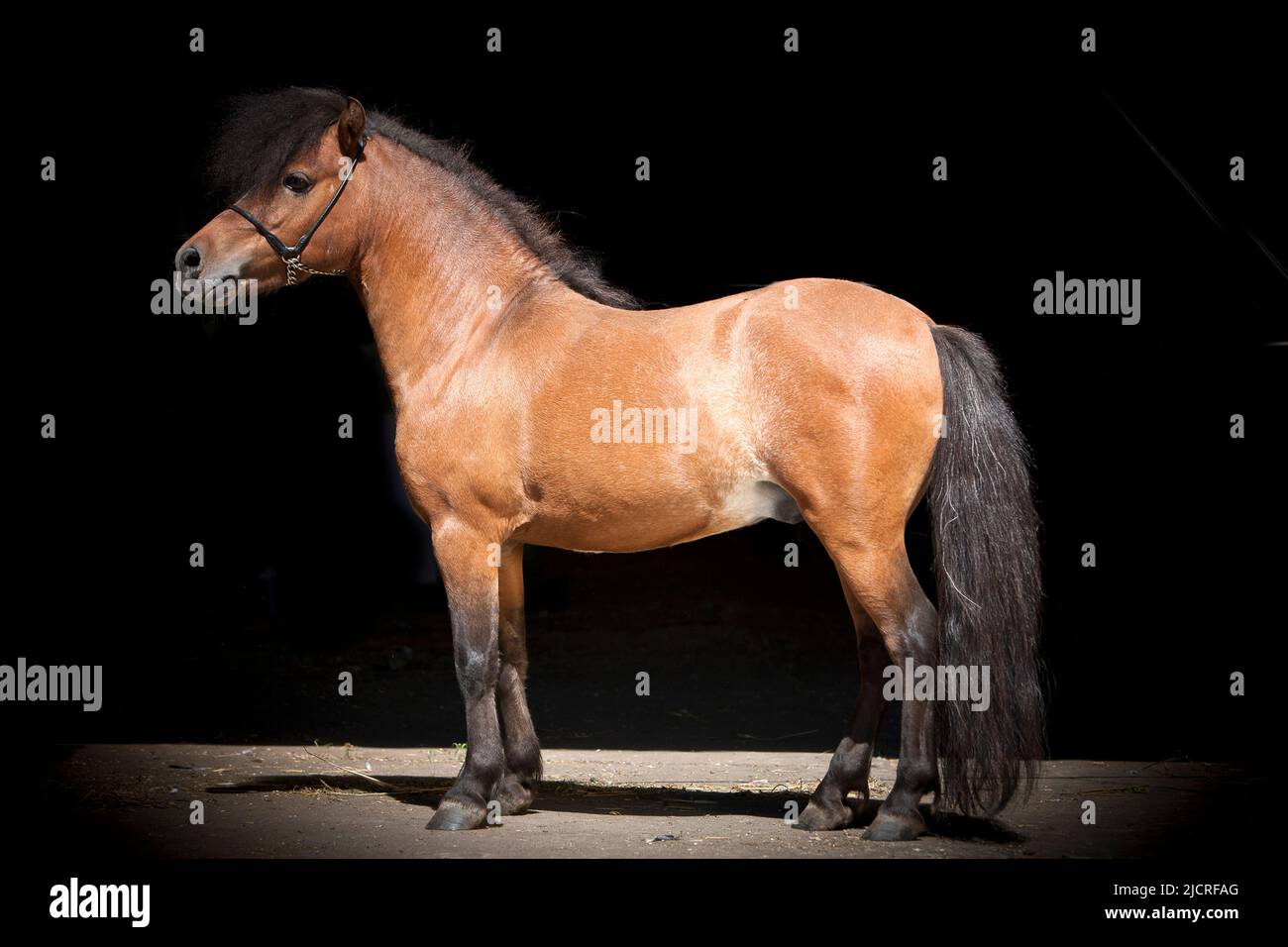 Cavallo in miniatura americano. Stallone della baia in piedi, visto lateralmente. Germania Foto Stock
