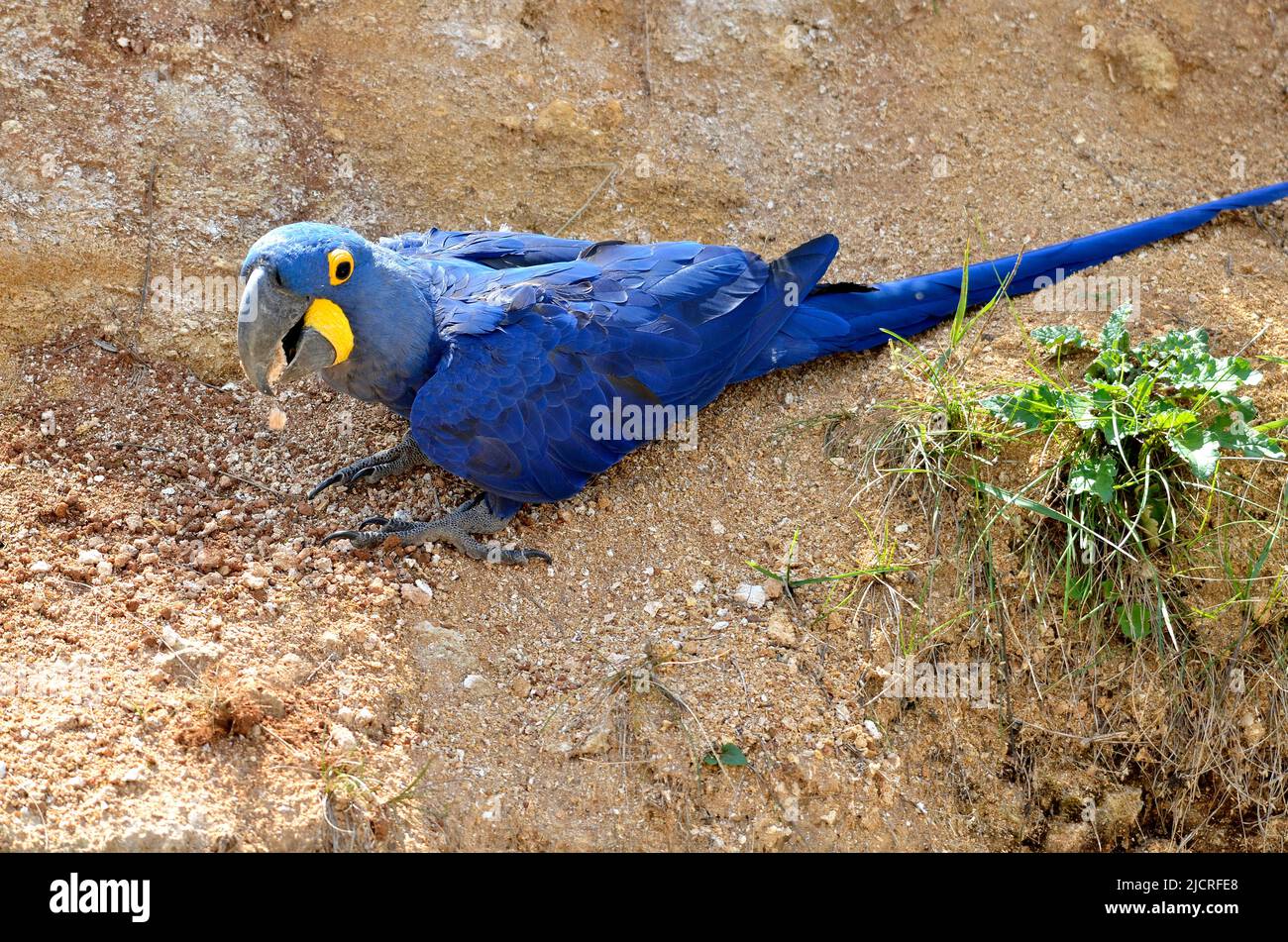 Primo piano del macaw di Iacinto (Anodorhynchus hyacinthinus) messo sul terreno e visto dall'alto Foto Stock