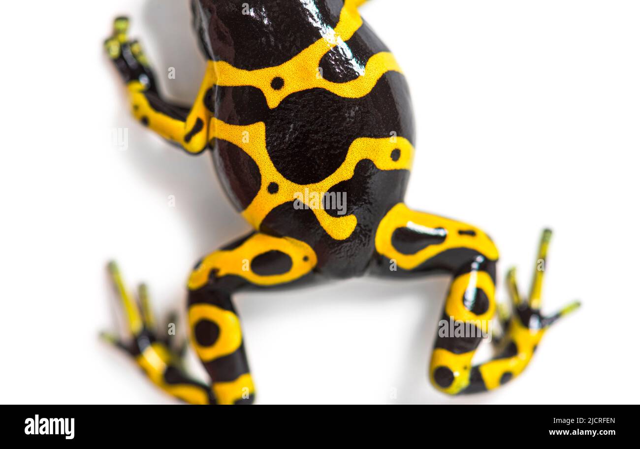 Vista alta di rana velenosa a bande gialle, Dendrobates leucomelas Foto Stock