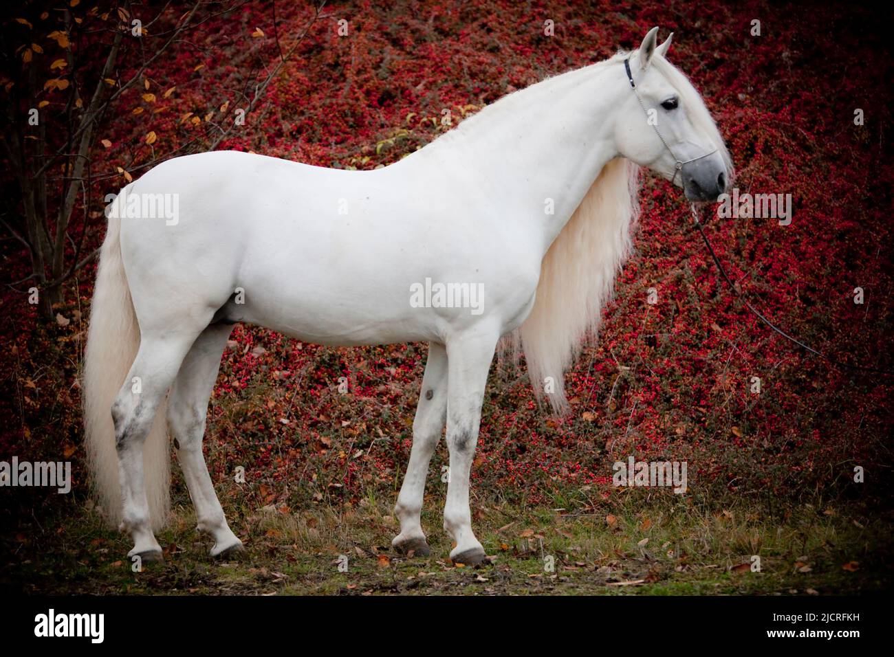 Cavallo Spagnolo puro, Andaluso. Stallone grigio in piedi, visto lateralmente. Germania Foto Stock