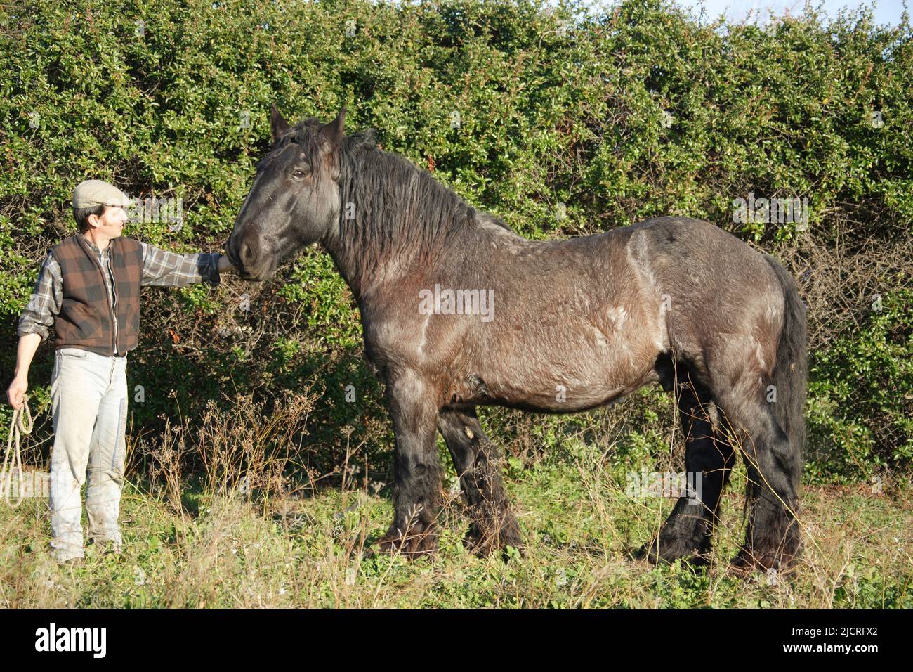 Cavallo Poitevin. Uomo che tiene in piedi il cavallo adulto, visto di lato-su. Germania. Foto Stock