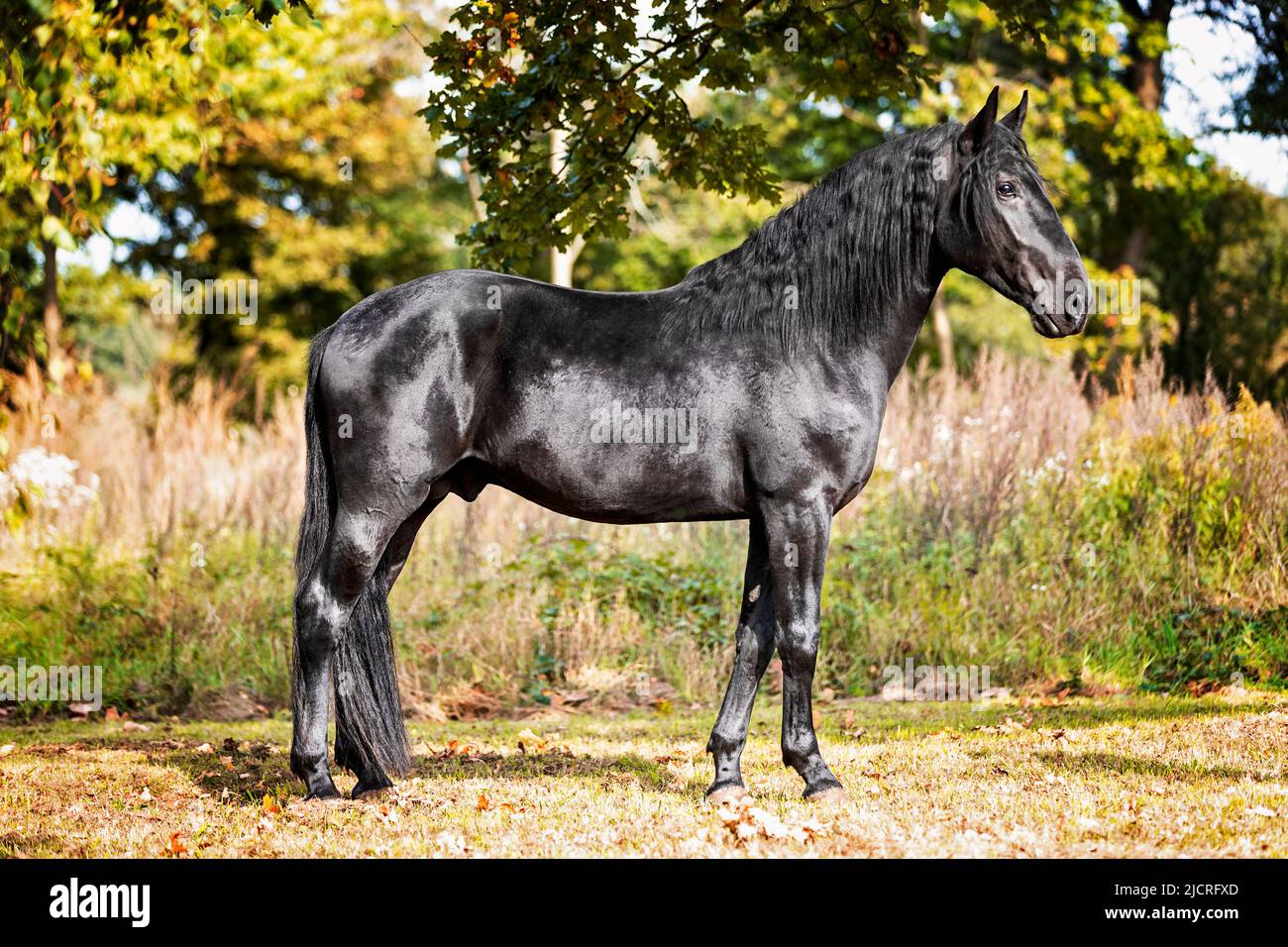 Murghese, Murge Horse. Stallone nero in piedi, visto lateralmente. Germania. Foto Stock