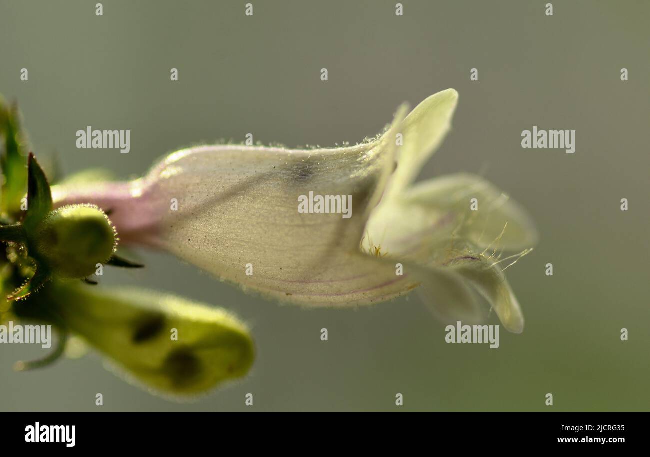Primo piano immagine di un singolo fiore bianco Beardstongue (Penstemon) che mostra le immagini d'ombra delle timens interne. Foto Stock