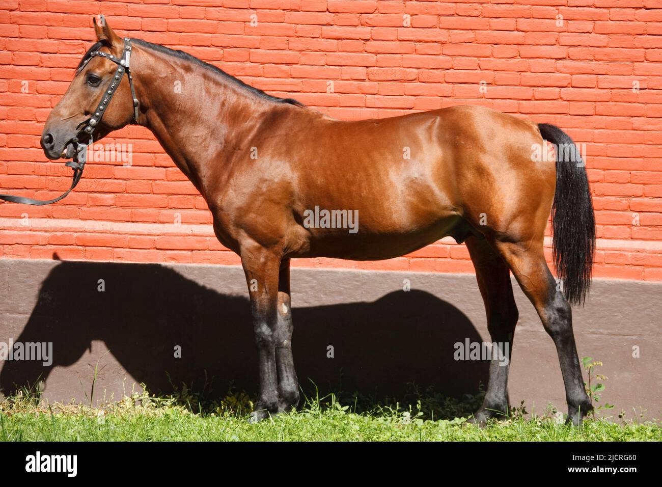 Cavallo Kabarda. Stallone della baia in piedi, visto lateralmente. Germania Foto Stock