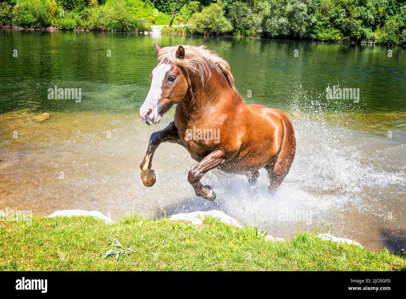 Cavallo della Foresta Nera, sangue freddo della Foresta Nera. Gelding di castagne che saltano da un lago o un fiume. Austria. Foto Stock