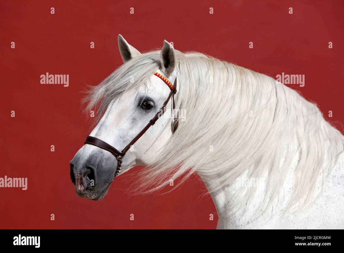 Cavallo Spagnolo puro, Andaluso. Ritratto di stallone grigio, visto su sfondo rosso. Spagna Foto Stock