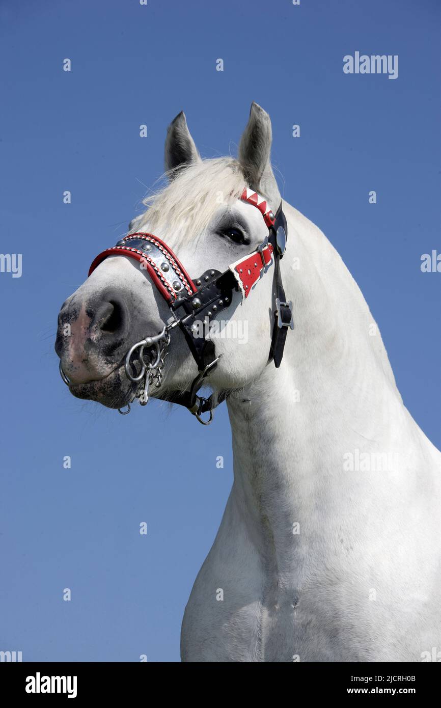 Cavallo Percheron. Ritratto di gelding grigio con virata. Germania Foto Stock