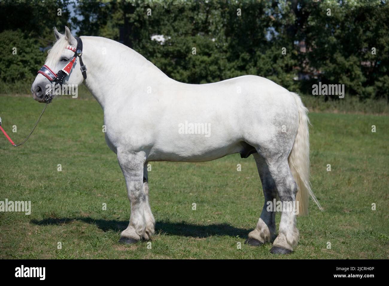 Cavallo Percheron. Adulto grigio in piedi, visto di lato. Germania Foto Stock
