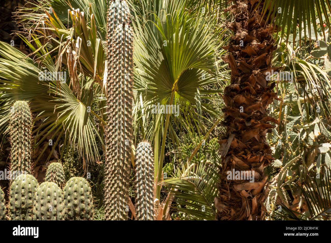 Un'oasi di cactus e altre piante in una calda giornata di sole in Marocco. Foto Stock