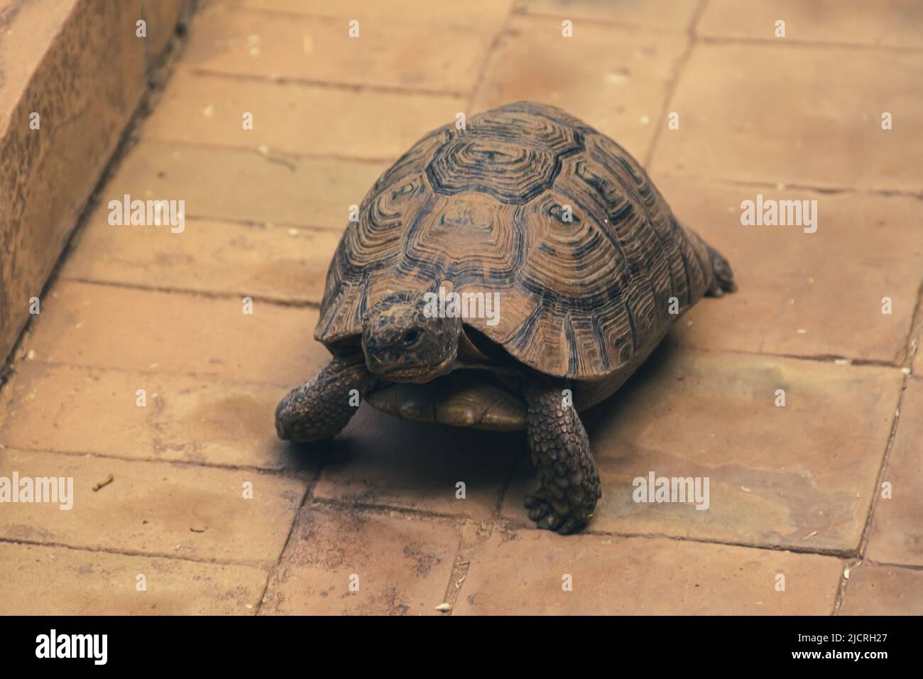 Una tartaruga si snoda intorno al cortile all'interno di un compound a Marrakech, Morroco. Foto Stock