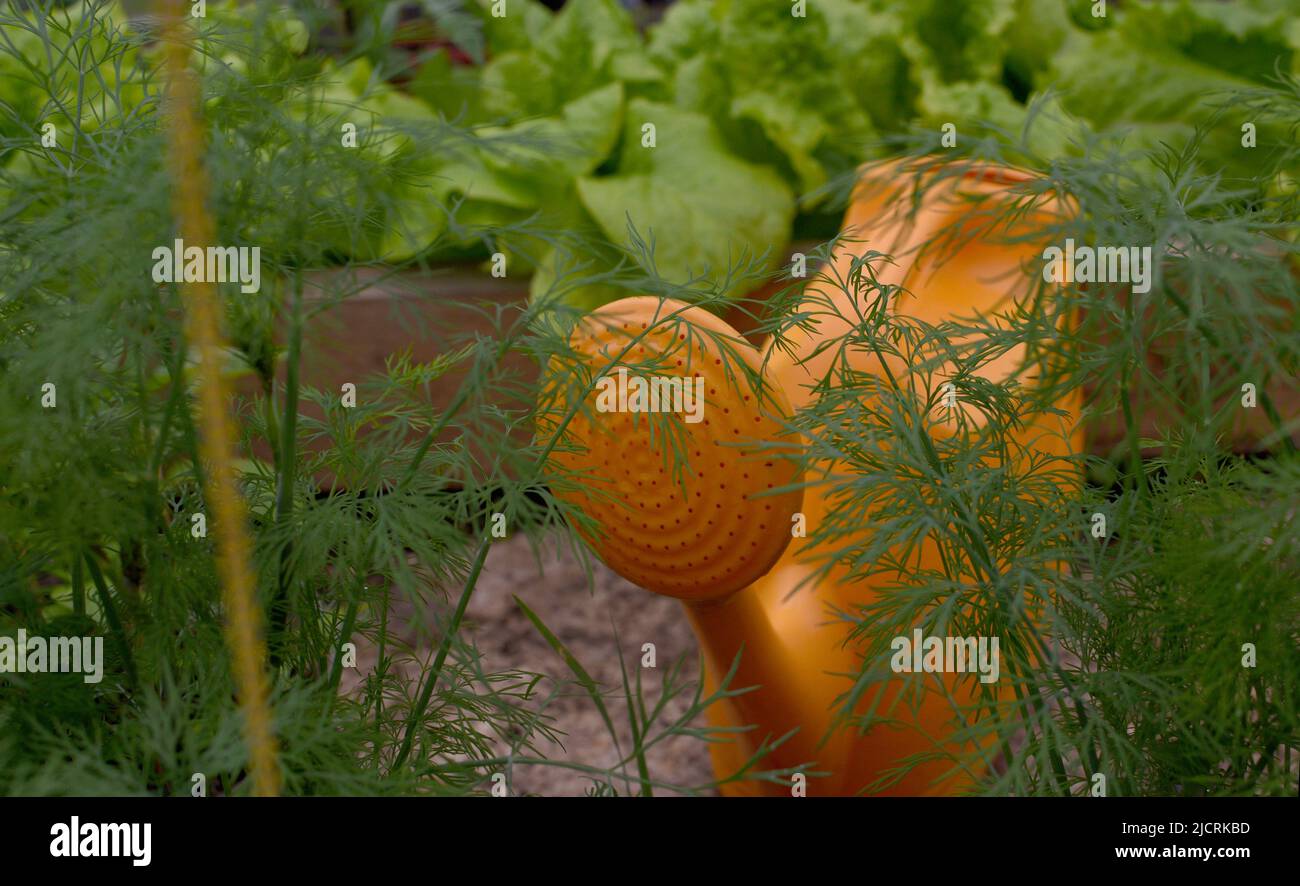 annaffiatoio di arancia per le verdure in giardino Foto Stock
