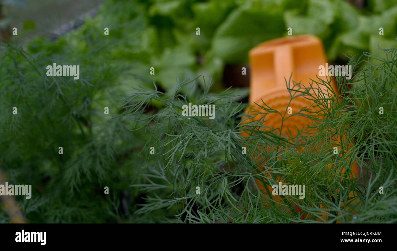 annaffiatoio di arancia per le verdure in giardino Foto Stock