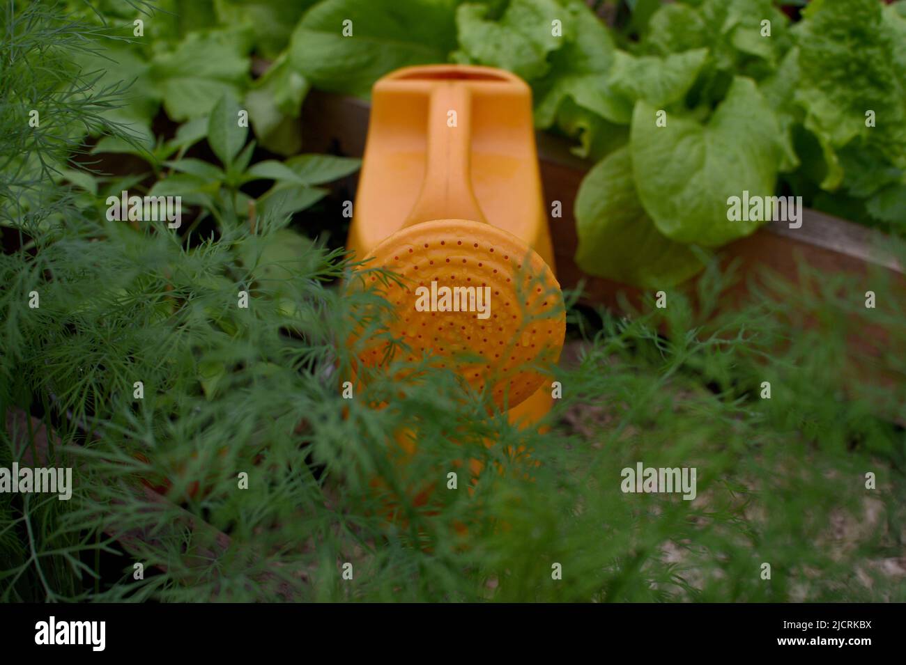 annaffiatoio di arancia per le verdure in giardino Foto Stock