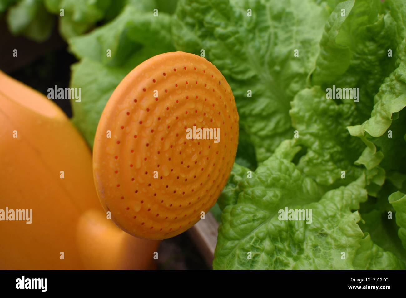 annaffiatoio di arancia per le verdure in giardino Foto Stock