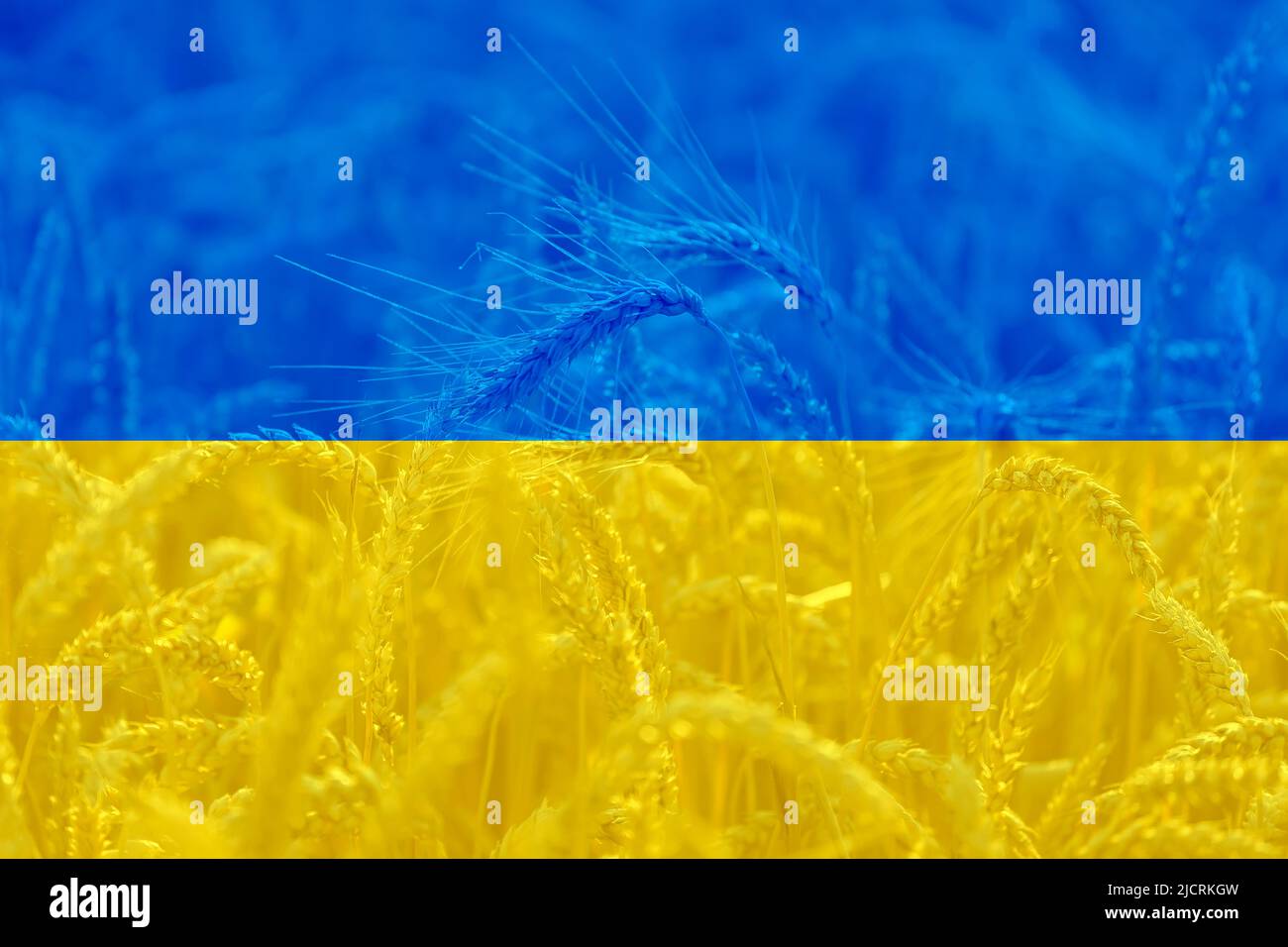 Bandiera Ucraina sul campo di grano sfondo agricolo, tema di crisi alimentare mondiale Foto Stock