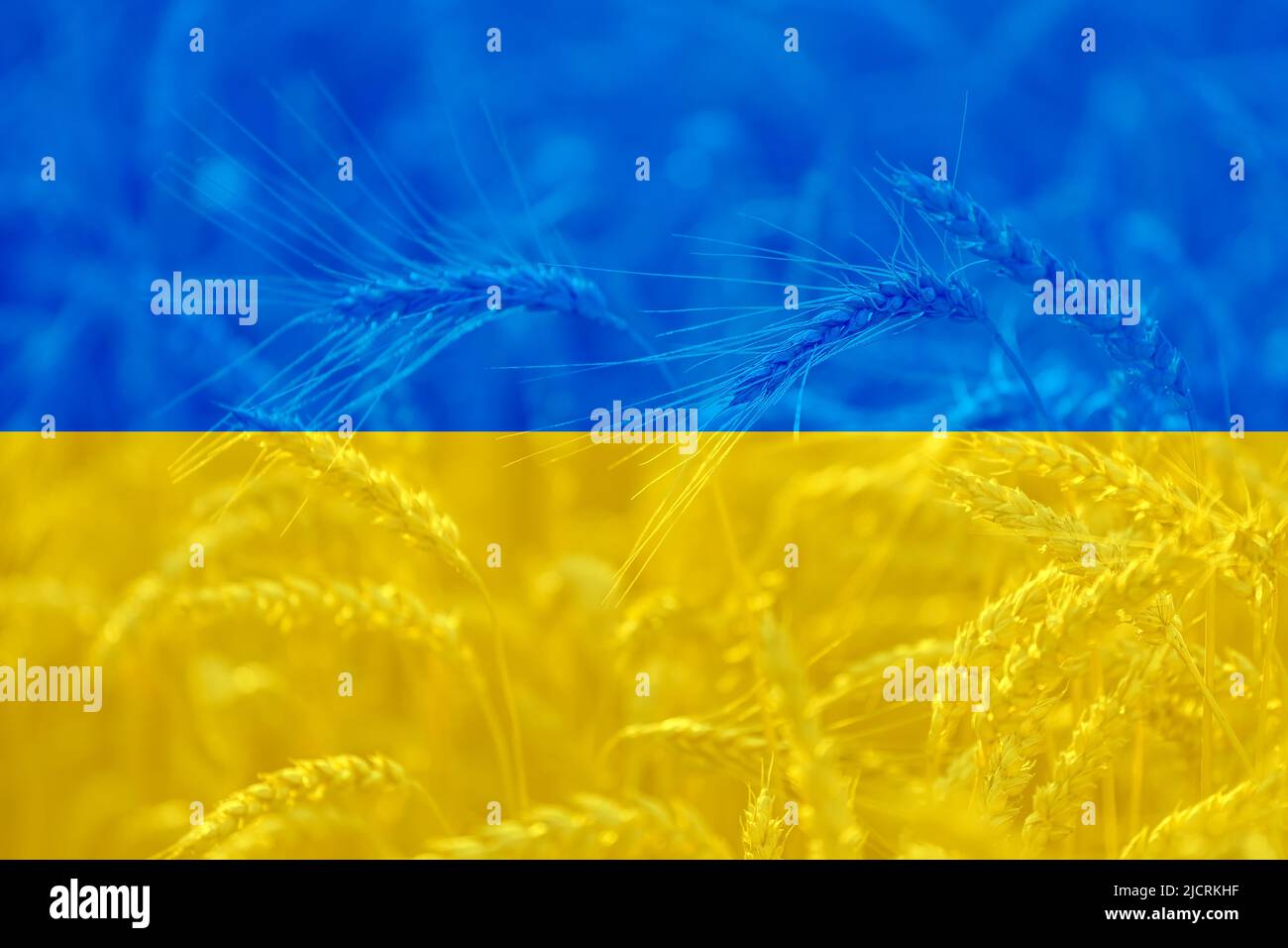 Bandiera Ucraina sul campo di grano sfondo agricolo, tema di crisi alimentare mondiale Foto Stock