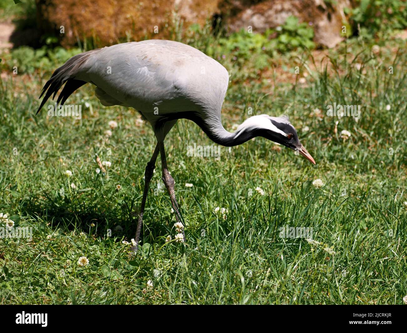 La gru demoiselle (Anthropoides virgo) vista dal profilo e camminando sull'erba Foto Stock