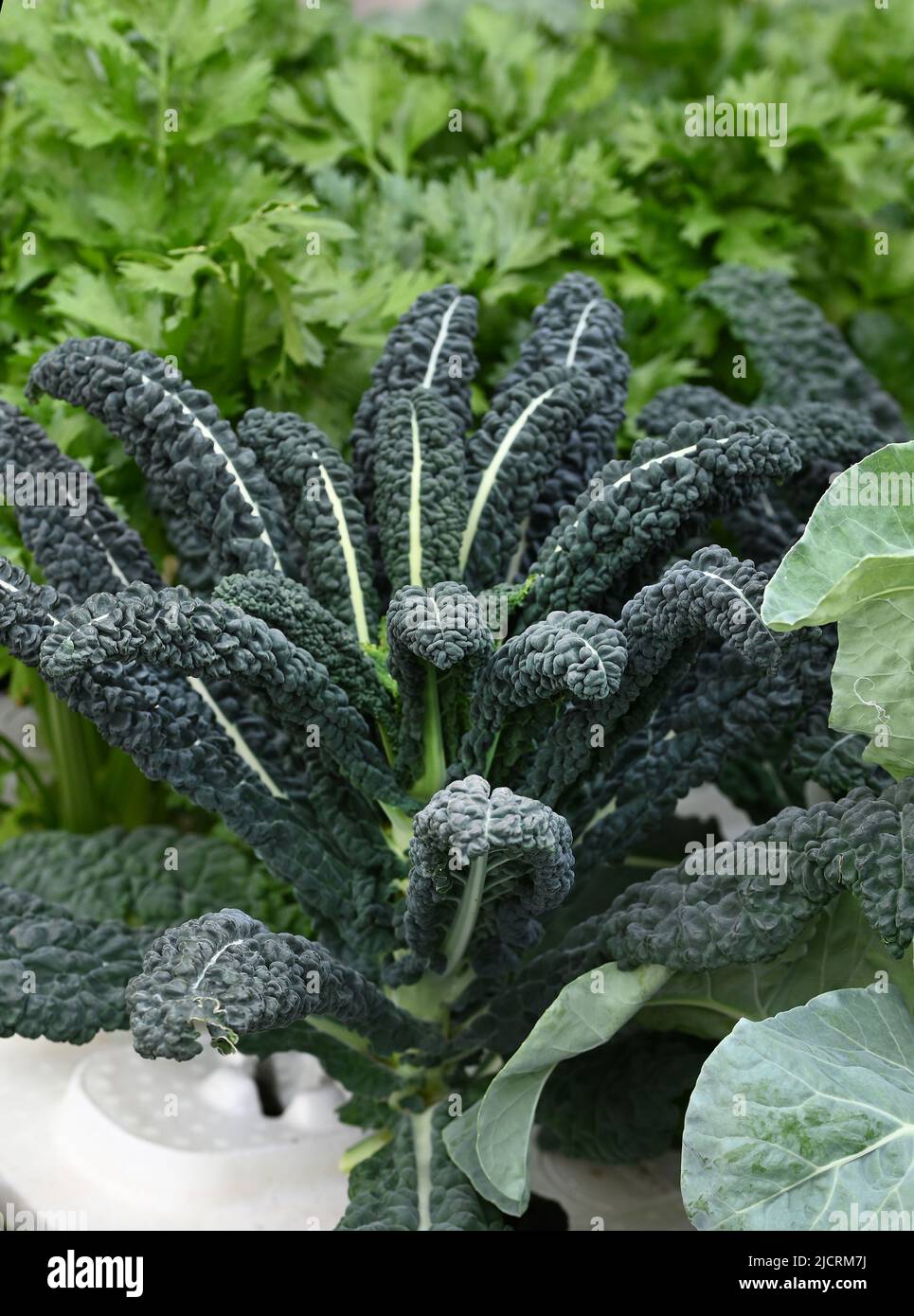 Varietà di peperoni mostrati nelle finestre Foto Stock