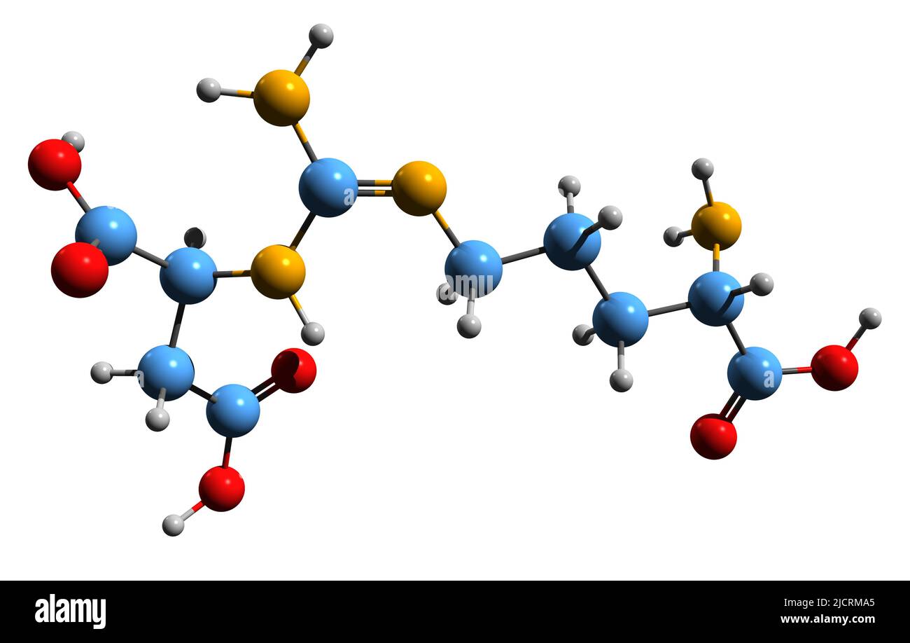 3D immagine dell'acido argininosuccinico formula scheletrica - struttura chimica molecolare dell'amminoacido isolato su sfondo bianco Foto Stock