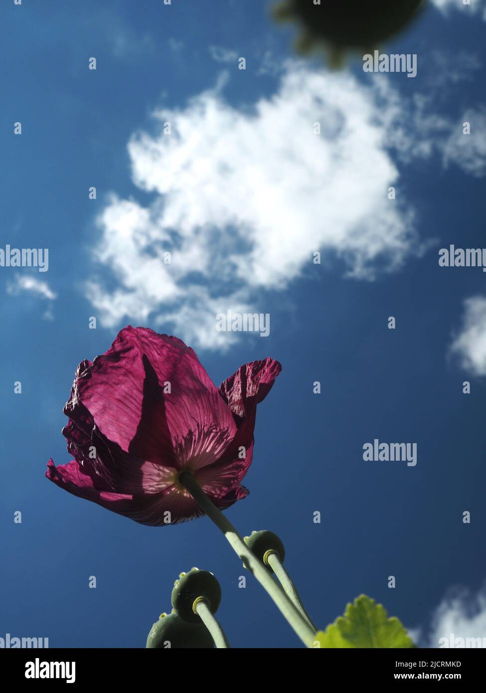 Un unico fiore di susina, scarlatto o papavero orientale di colore viola raggiunge un cielo blu profondo. Spazio per la copia. Foto Stock