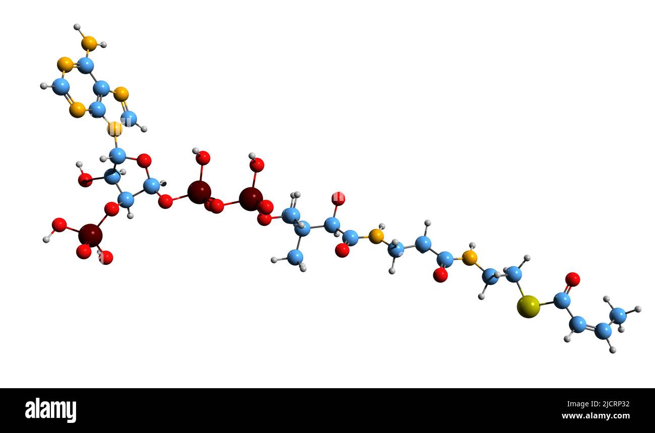 3D immagine della formula scheletrica del crotonil-CoA - struttura chimica molecolare del crotonil-coenzima A isolato su sfondo bianco Foto Stock