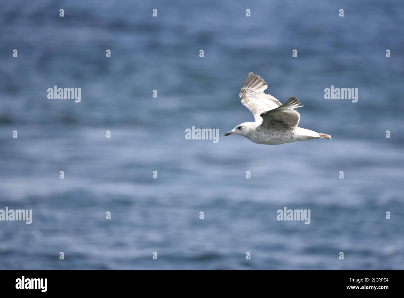 Gabbiano giovanile europeo di aringa (Larus argentatus) volo da destra a sinistra con ali in su, contro uno sfondo blu del mare, copia spazio a sinistra, in maggio, Regno Unito Foto Stock