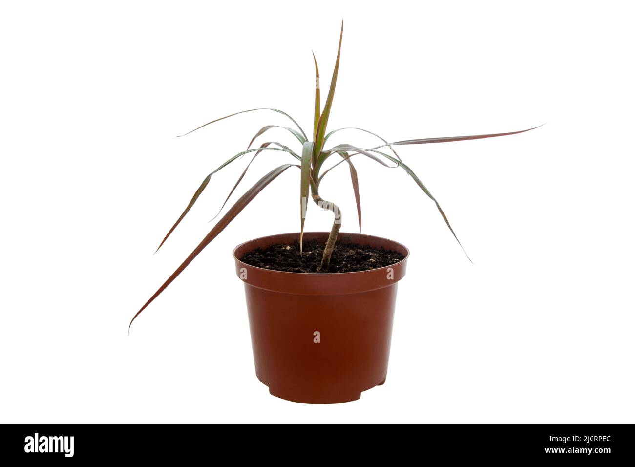 Foto di palma in vaso Dracaena marginata Foto Stock