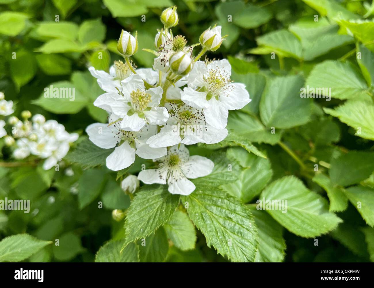 BlackBerry giardino (rubus canescens) primo piano con copyspace Foto Stock